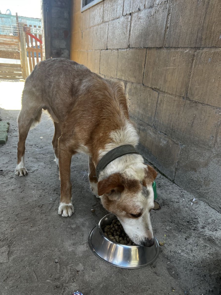 Bruno when we first found him